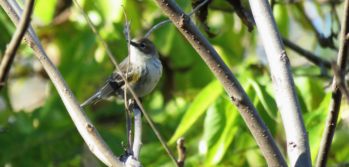 EBird Checklist 19 Oct 2023 Branched Oak SRA 10 Species