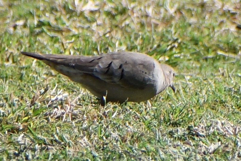 Ruddy Ground Dove - ML610141813
