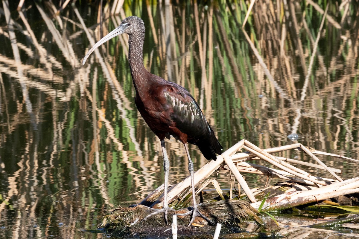 ibis hnědý - ML610141959