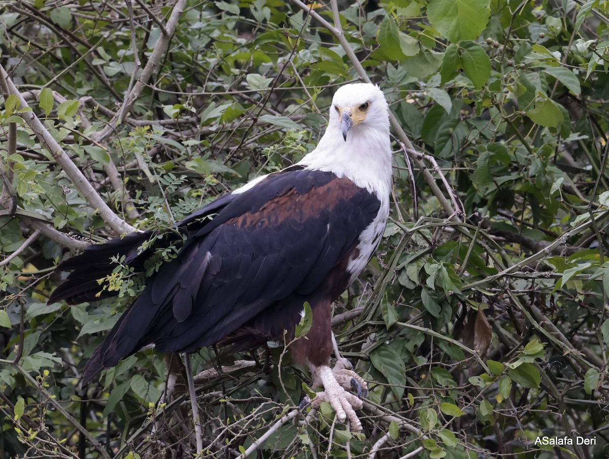 African Fish-Eagle - ML610141962