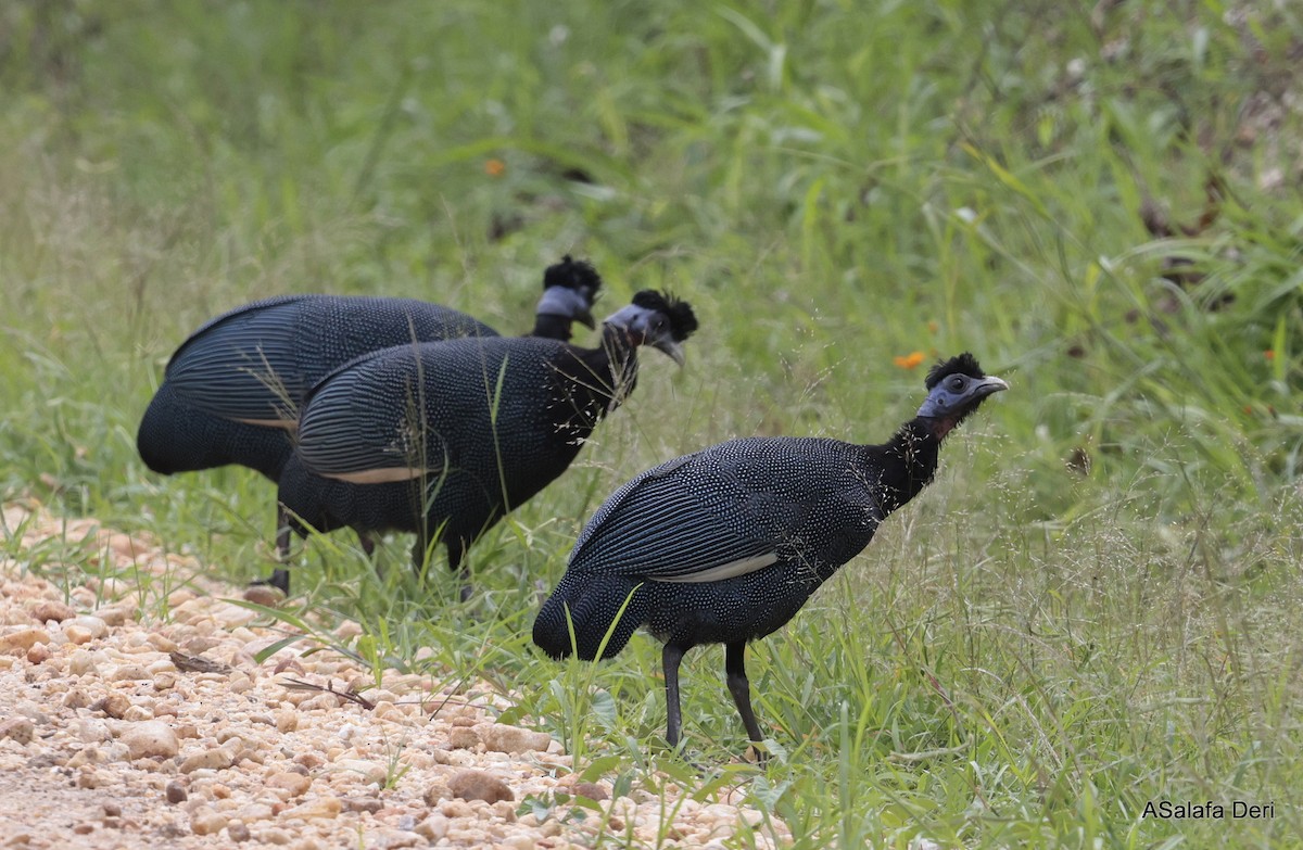Western Crested Guineafowl - ML610142098