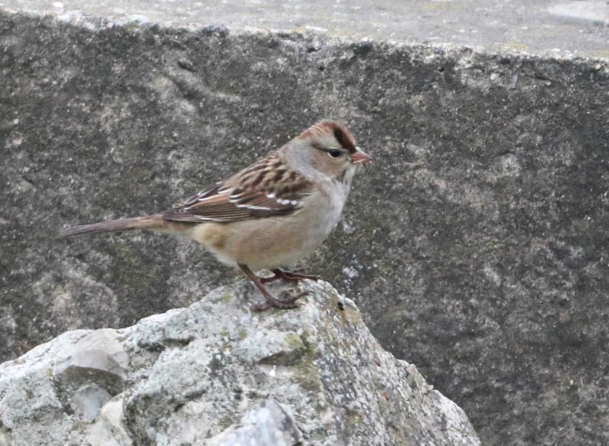 White-crowned Sparrow - ML610142394