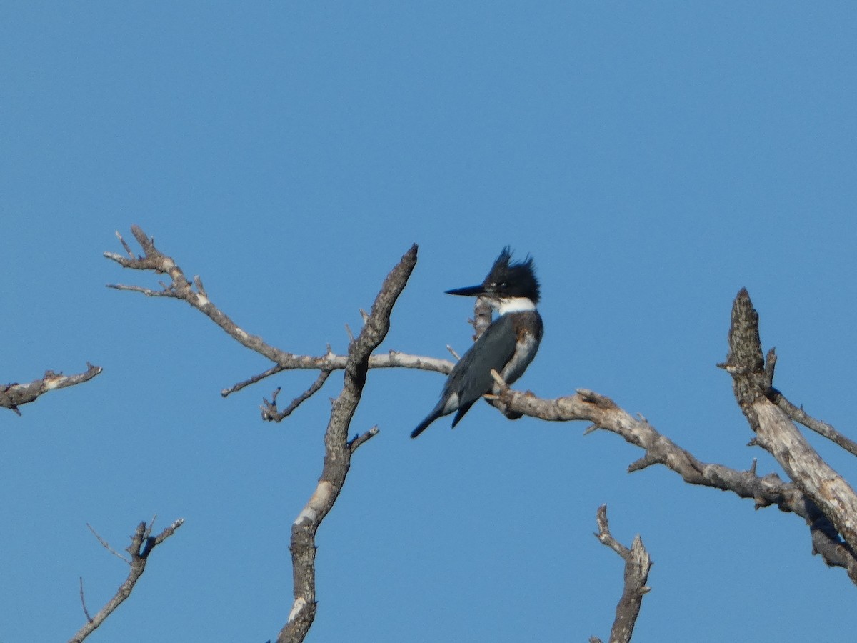 Belted Kingfisher - ML610143104