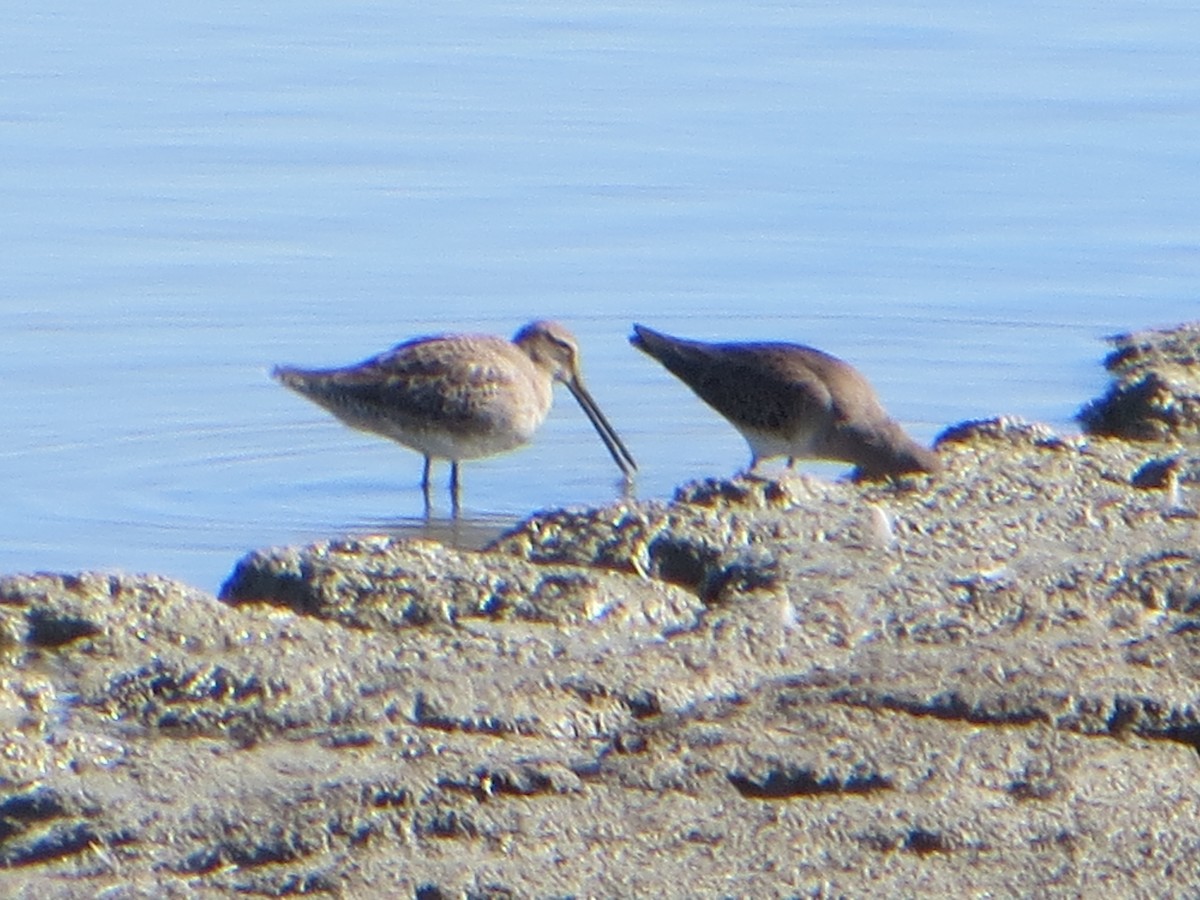 Long-billed Dowitcher - ML610143193