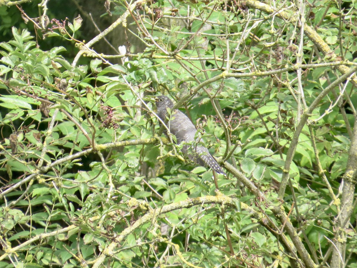Common Cuckoo - ML610143269