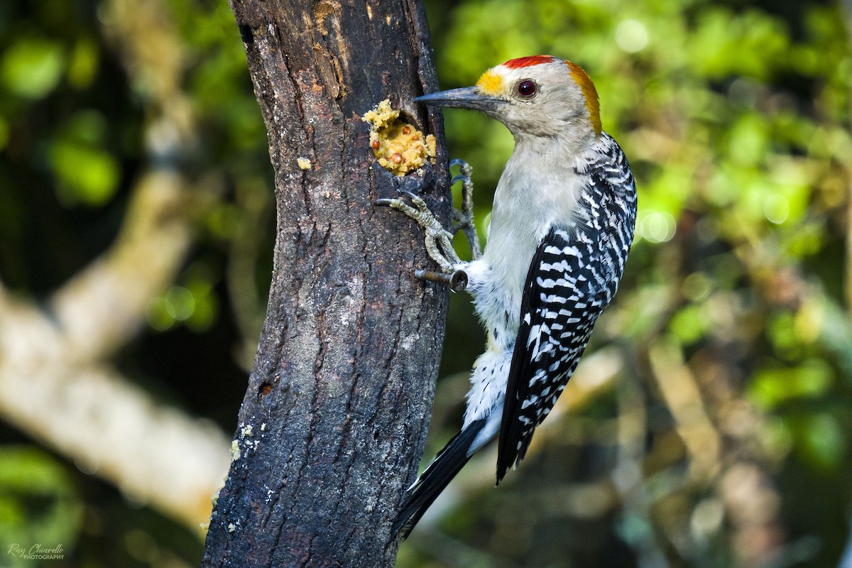 Golden-fronted Woodpecker - ML610143778