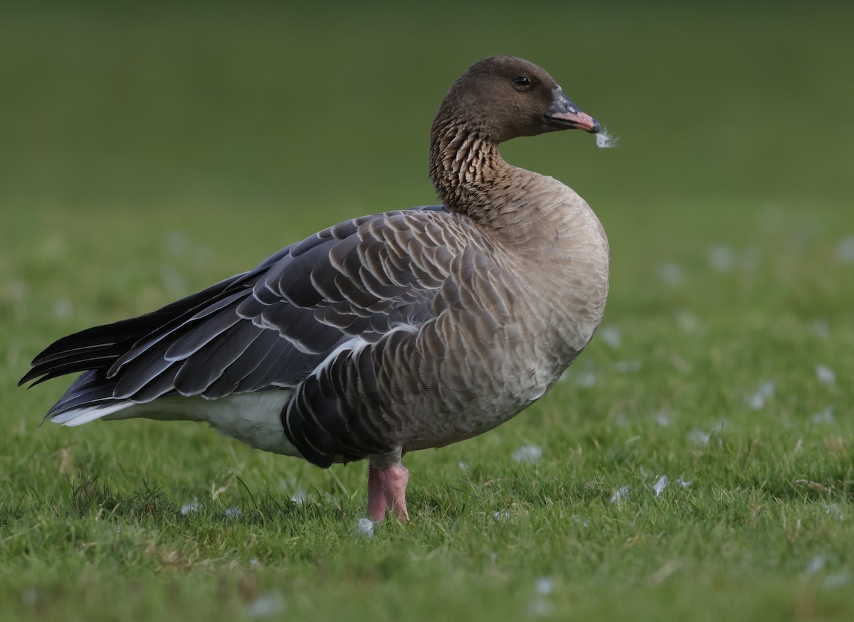 Pink-footed Goose - Joel Eckerson