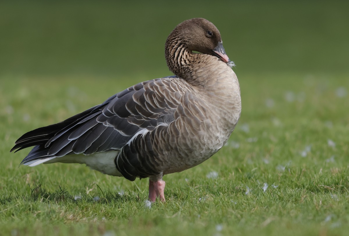 Pink-footed Goose - Joel Eckerson
