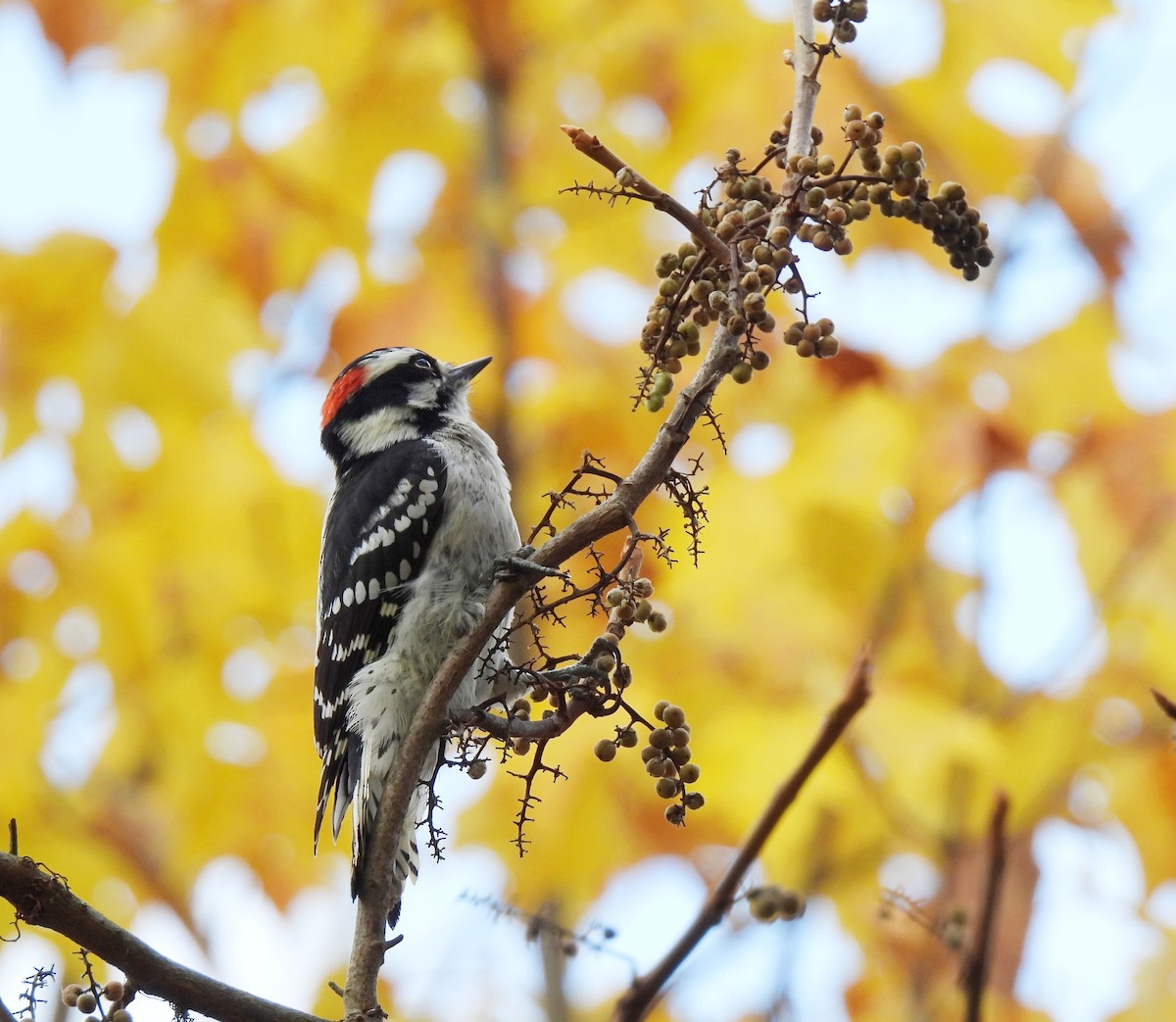 Mass Audubon eBird Checklist 19 Oct 2023 D. Blakely Hoar Sanctuary, Brookline 20 species