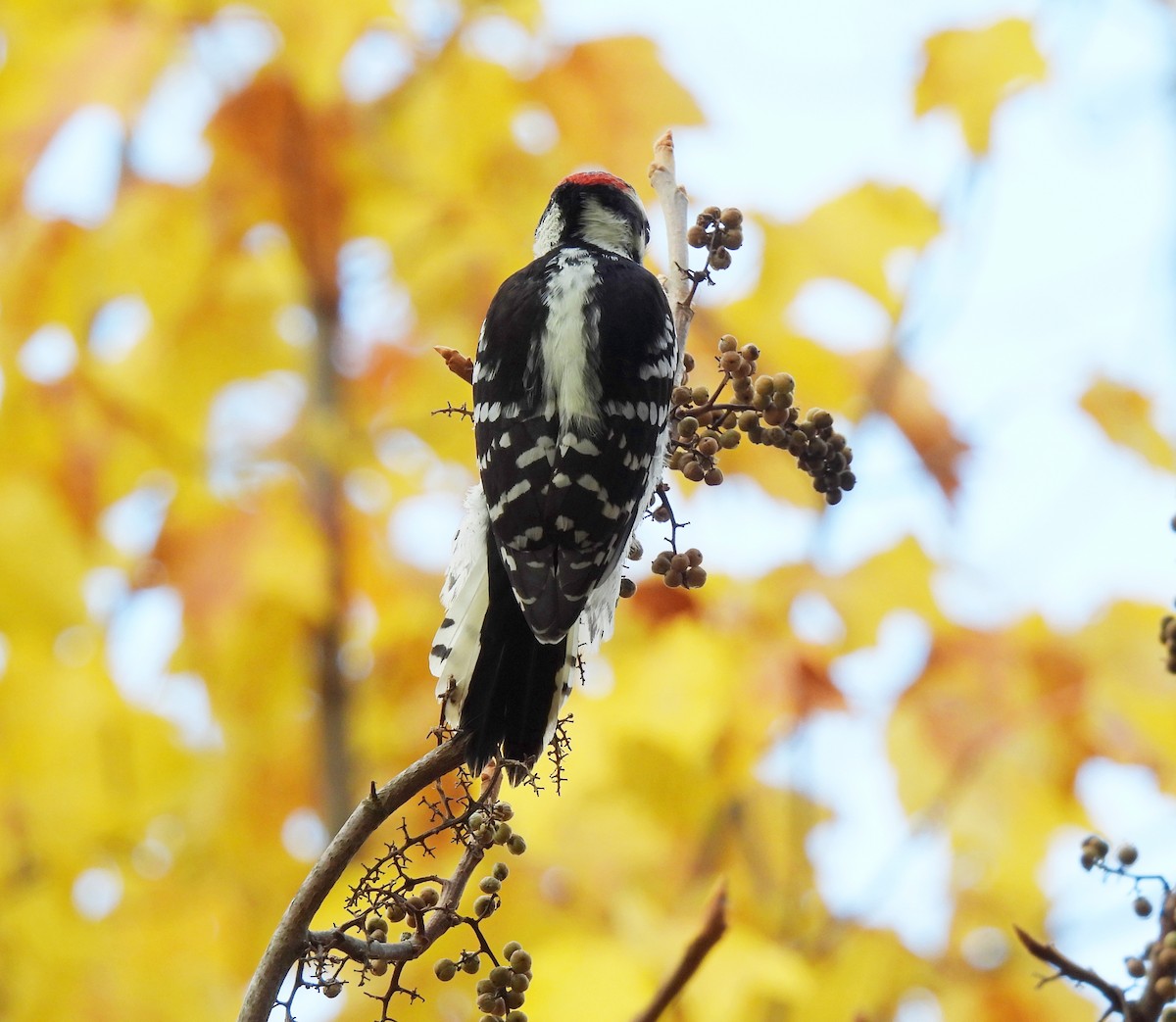 Downy Woodpecker - Cristina Hartshorn