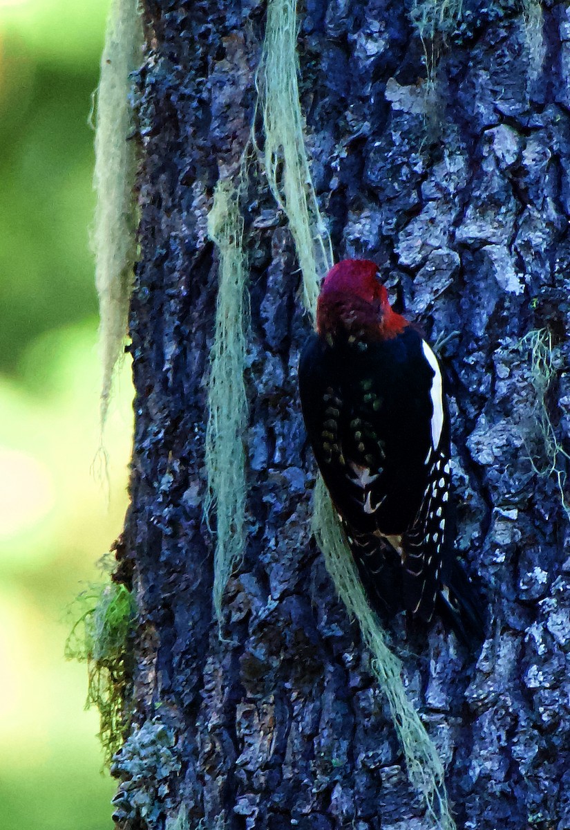 Red-breasted Sapsucker - ML610144370