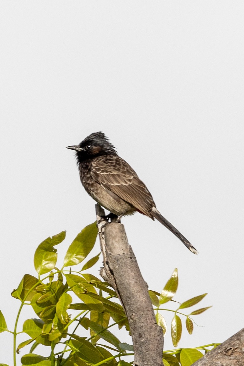 Red-vented Bulbul - ML610144427