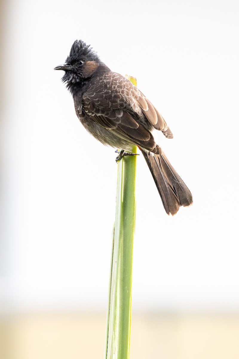 Red-vented Bulbul - ML610144428