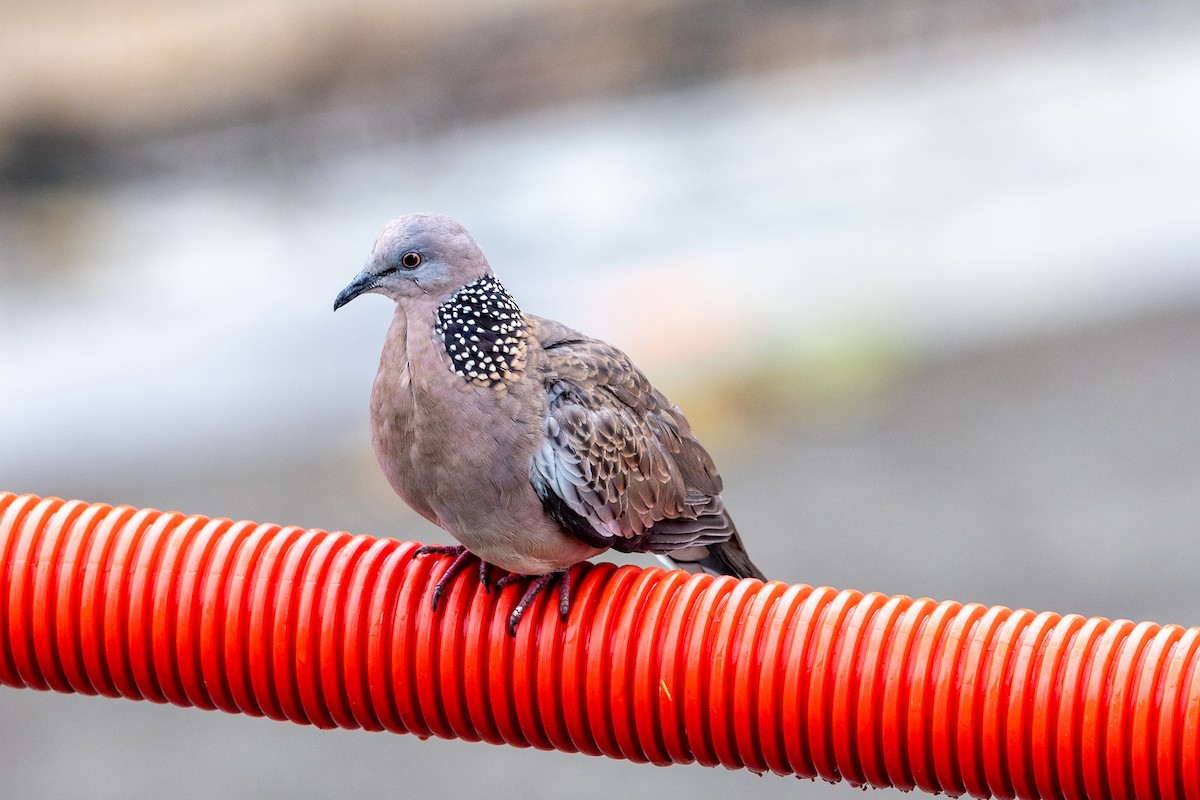 Spotted Dove - ML610144464