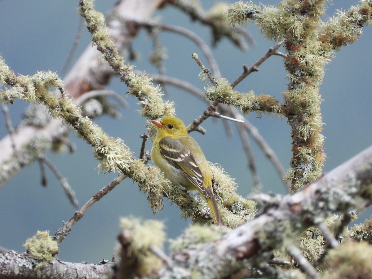 Western Tanager - ML610144572