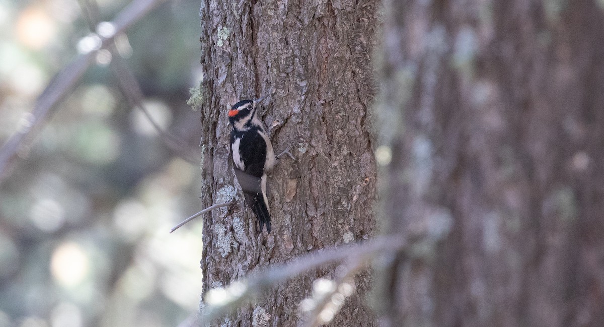 Hairy Woodpecker (Rocky Mts.) - Michael Sadat