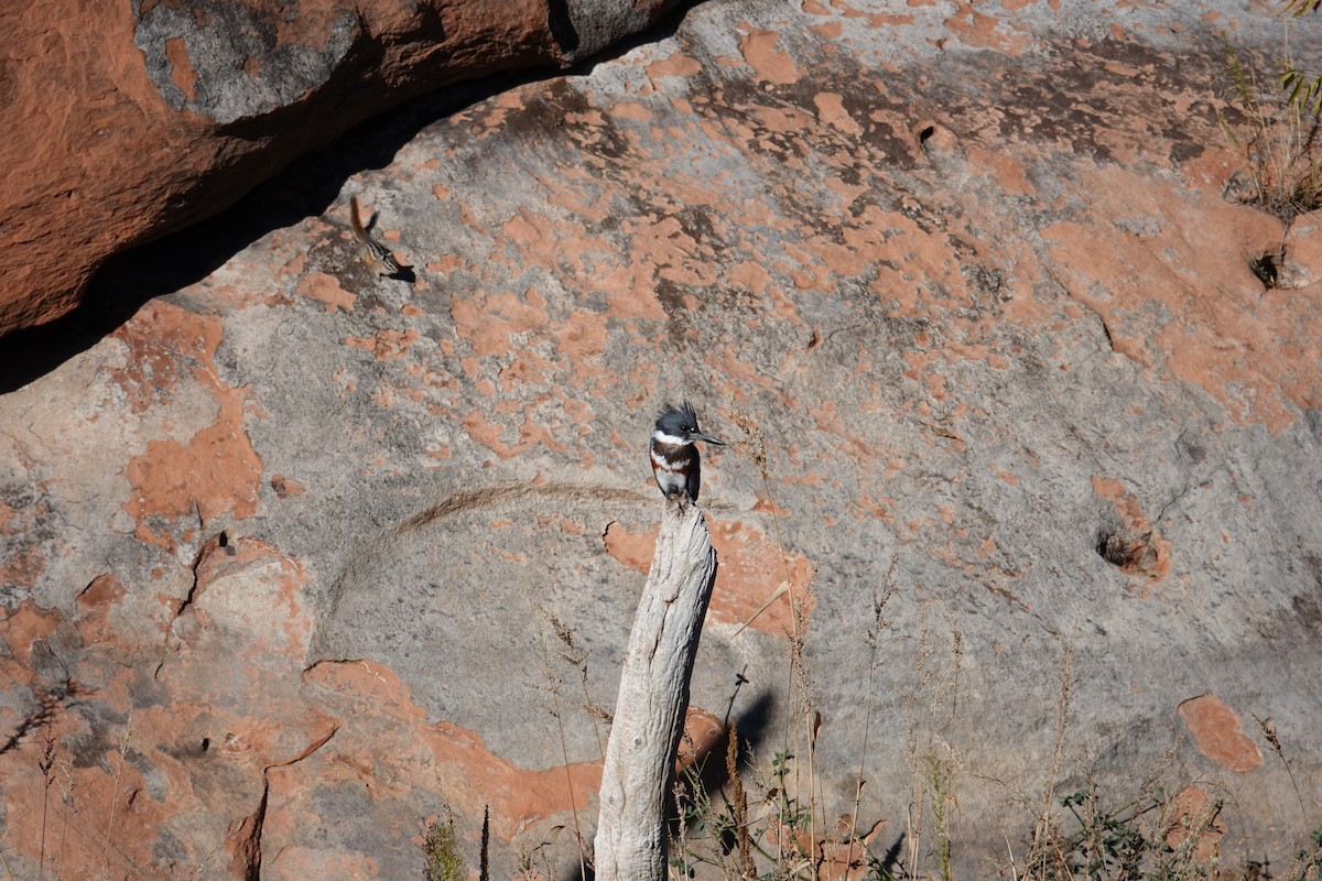 Belted Kingfisher - ML610145211