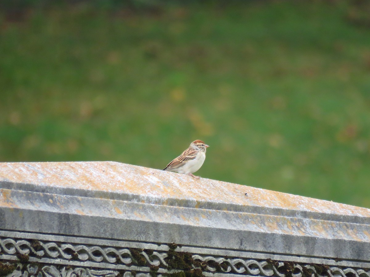 Chipping Sparrow - ML610145263