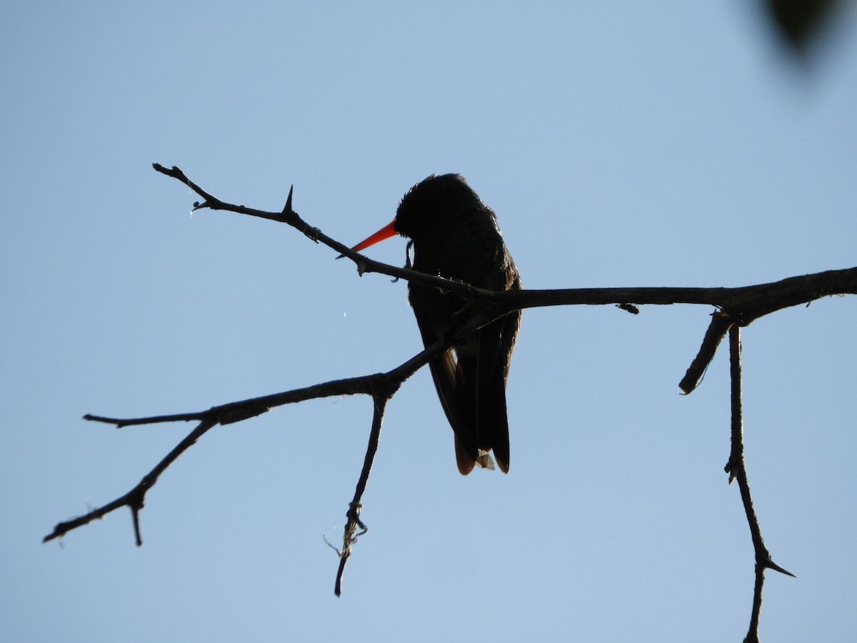 kolibřík lesklobřichý - ML610145408