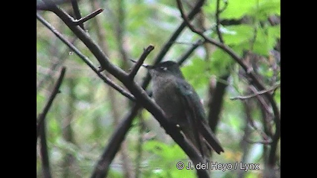 Green-backed Firecrown - ML610145505