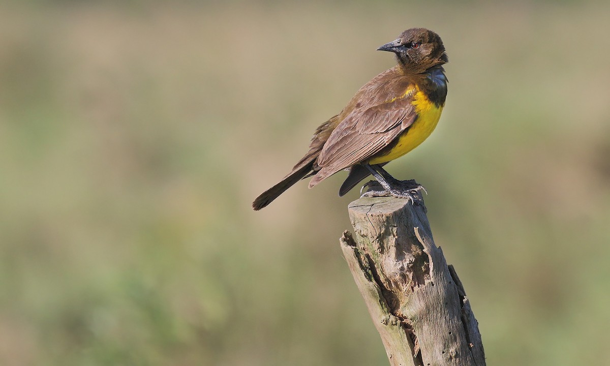 Brown-and-yellow Marshbird - Adrián Braidotti