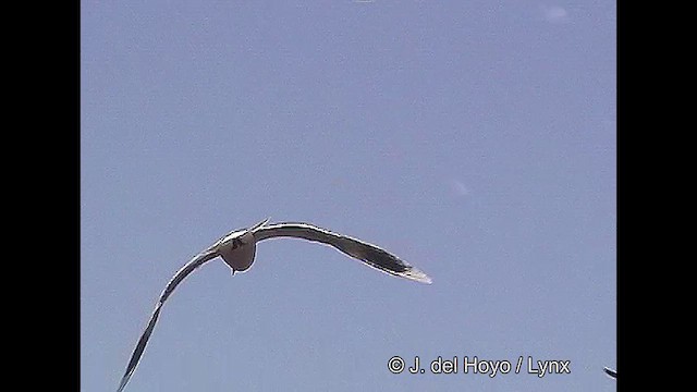 Патагонская чайка - ML610145692