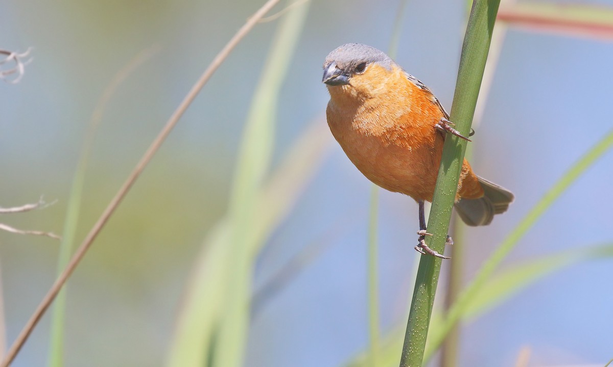 Tawny-bellied Seedeater - ML610145746