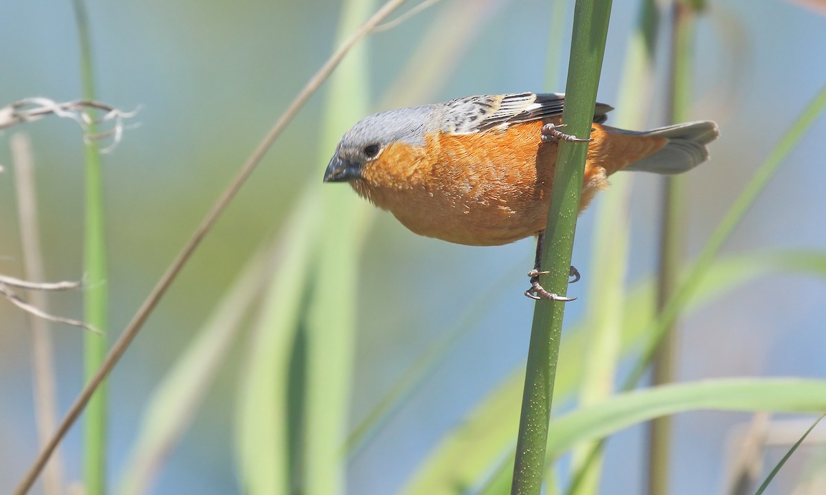 Tawny-bellied Seedeater - ML610145749
