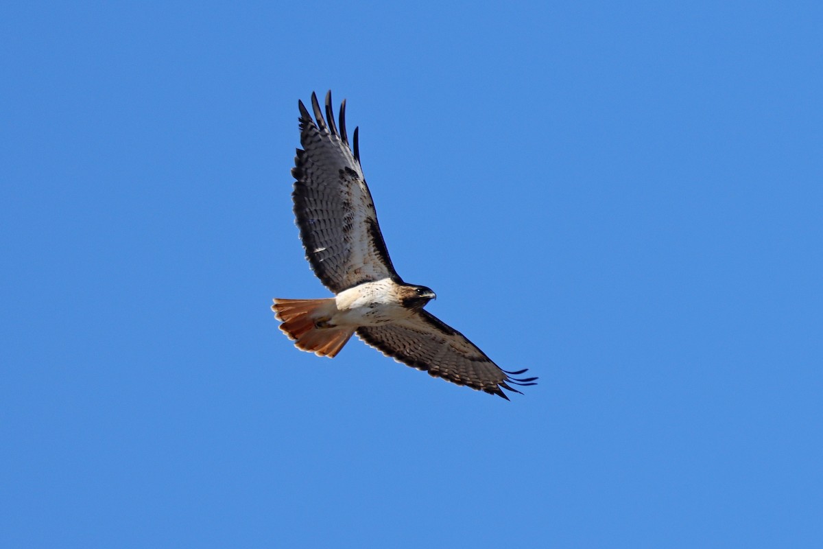 Red-tailed Hawk - ML610145752