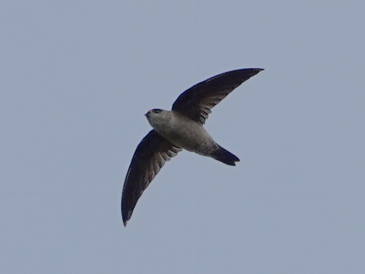 White-nest Swiftlet - Barry Reed