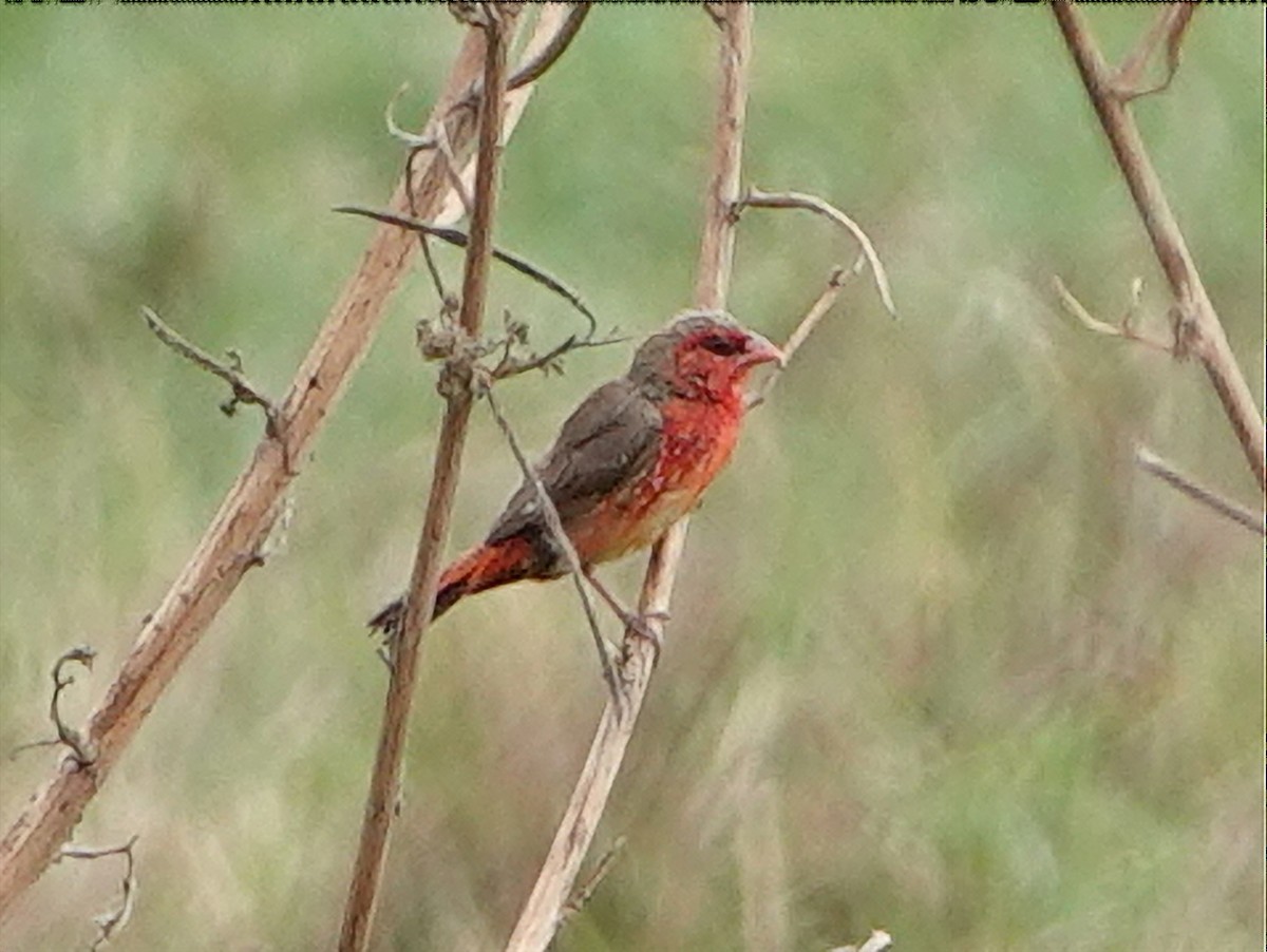Bengali rouge (flavidiventris) - ML610146023