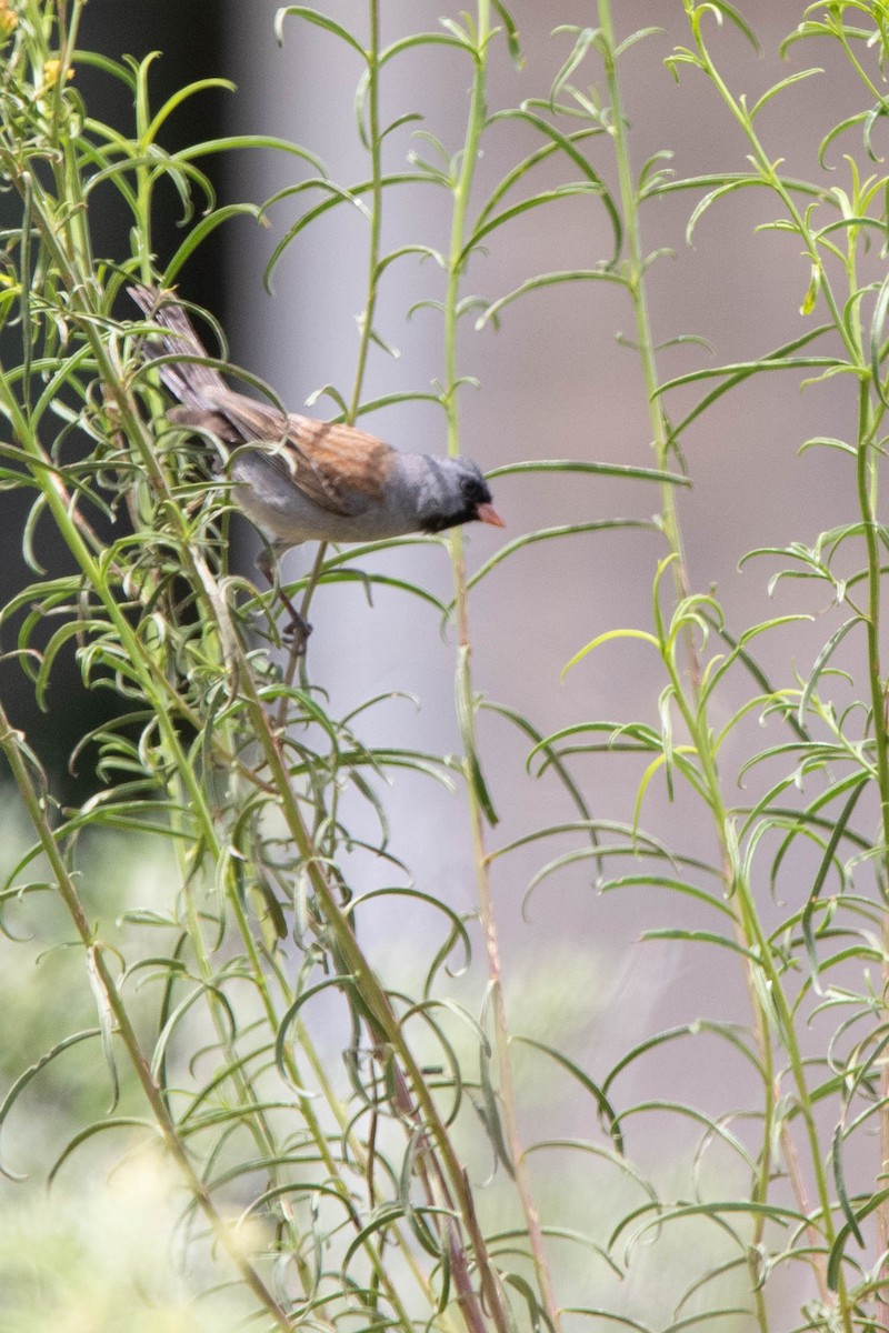 Black-chinned Sparrow - Enrique Heredia (Birding Tours)