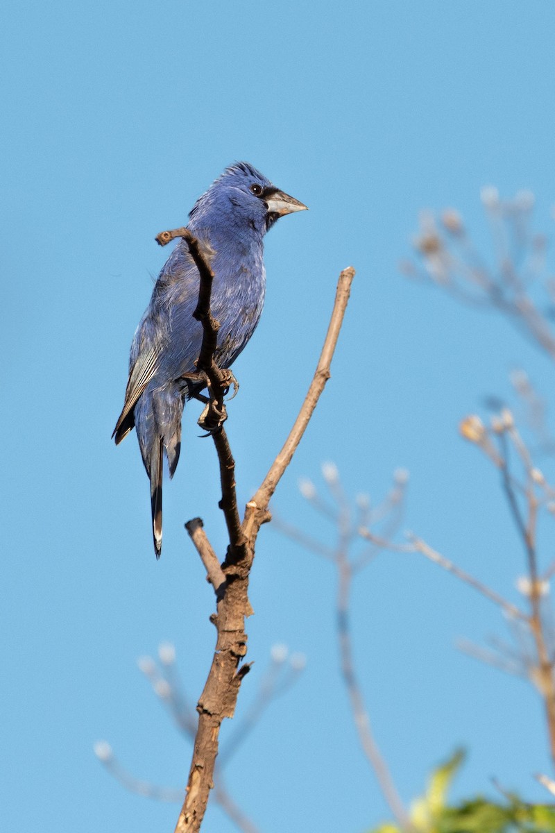 Blue Grosbeak - Enrique Heredia (Birding Tours)