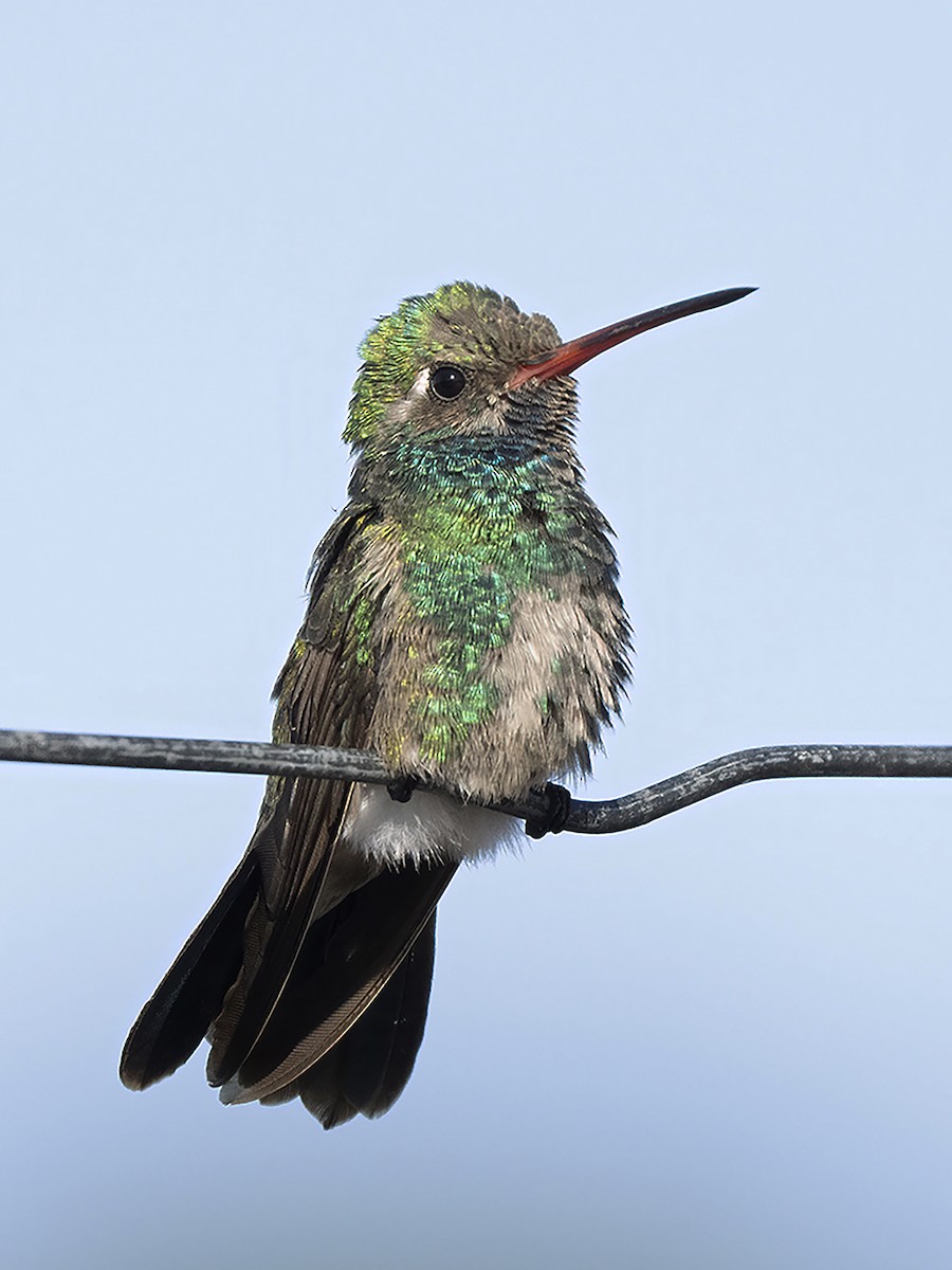 kolibřík širokozobý - ML610146357