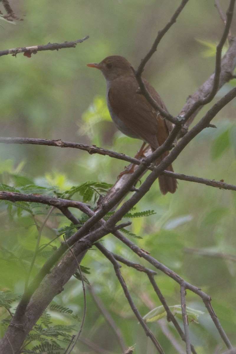 Orange-billed Nightingale-Thrush - Enrique Heredia (Birding Tours)