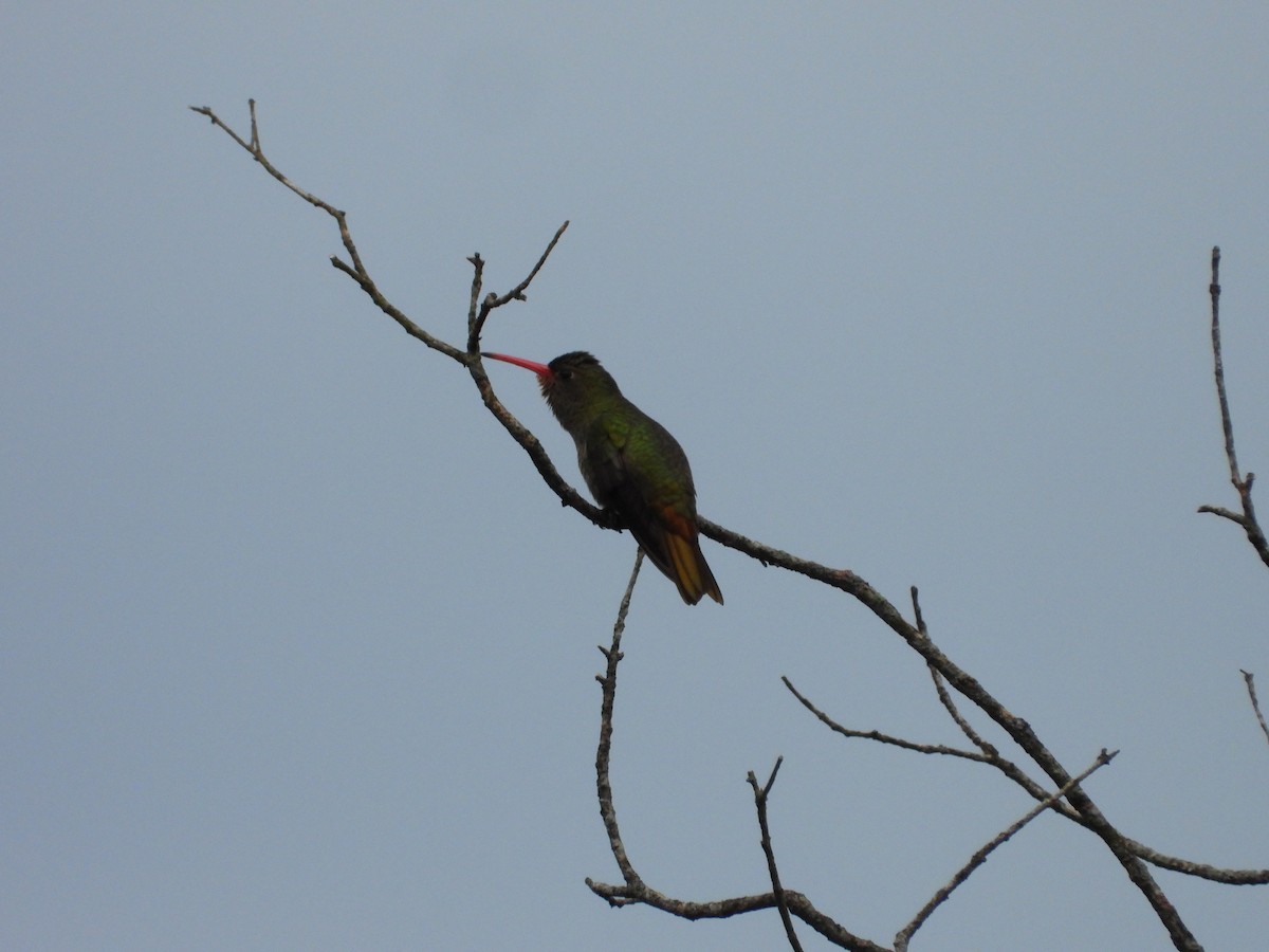 Gilded Hummingbird - Más Aves