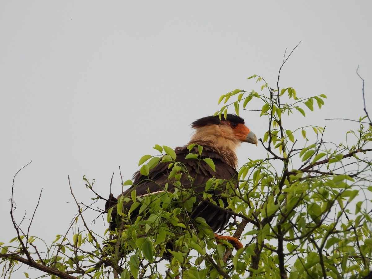 Crested Caracara - Más Aves