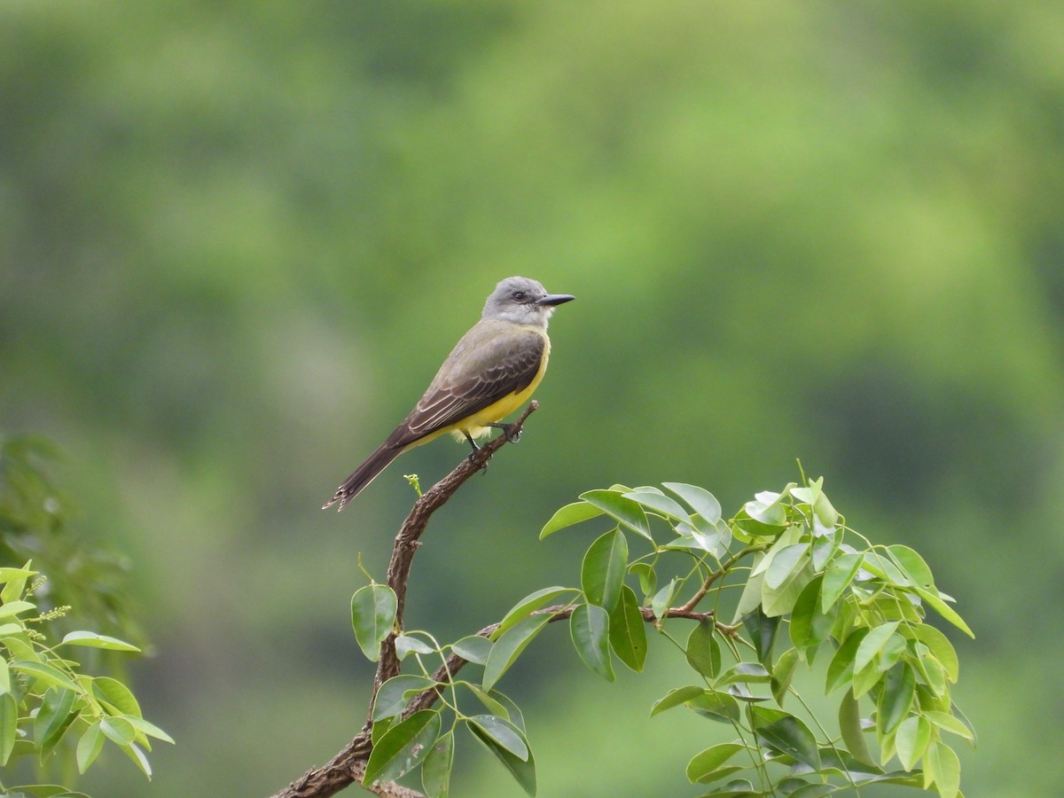 Tropical Kingbird - Más Aves