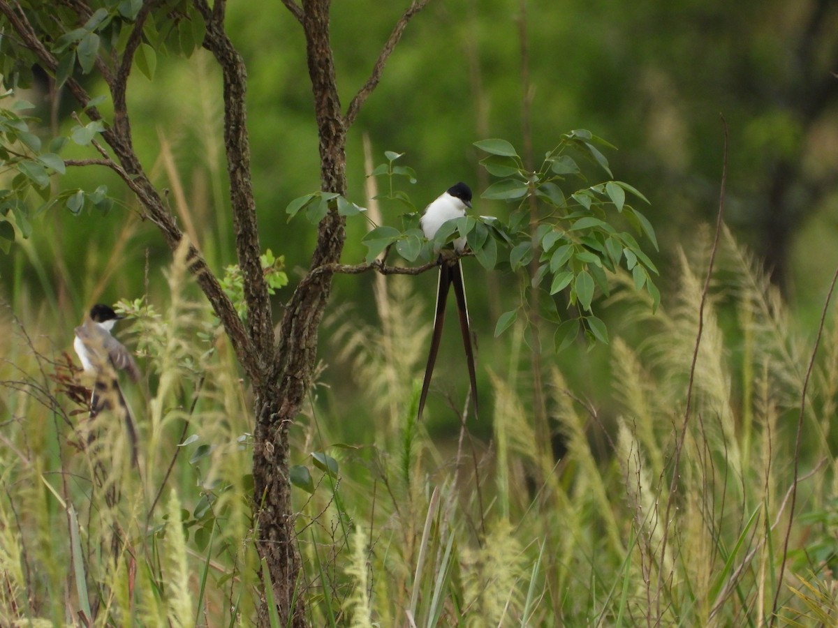 Fork-tailed Flycatcher - Más Aves