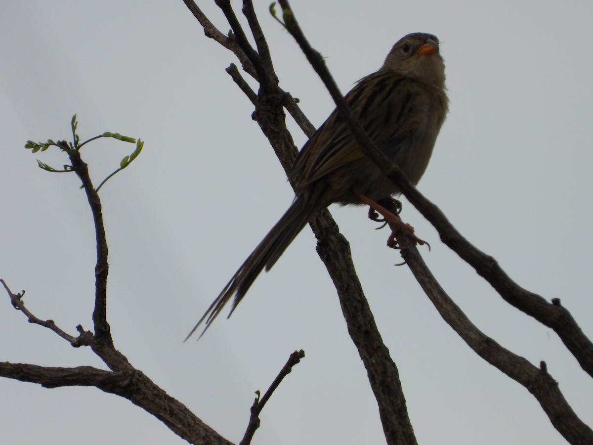 Wedge-tailed Grass-Finch - Más Aves