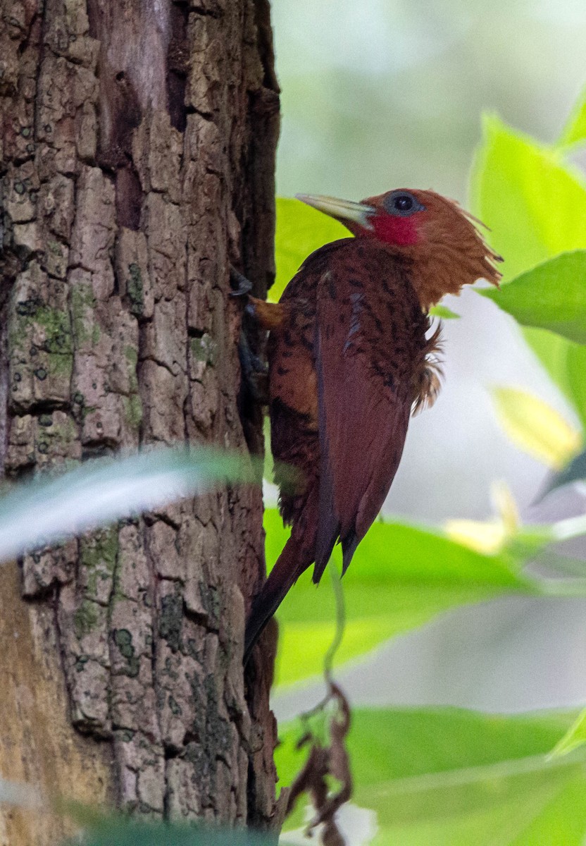 Chestnut-colored Woodpecker - Enrique Heredia (Birding Tours)