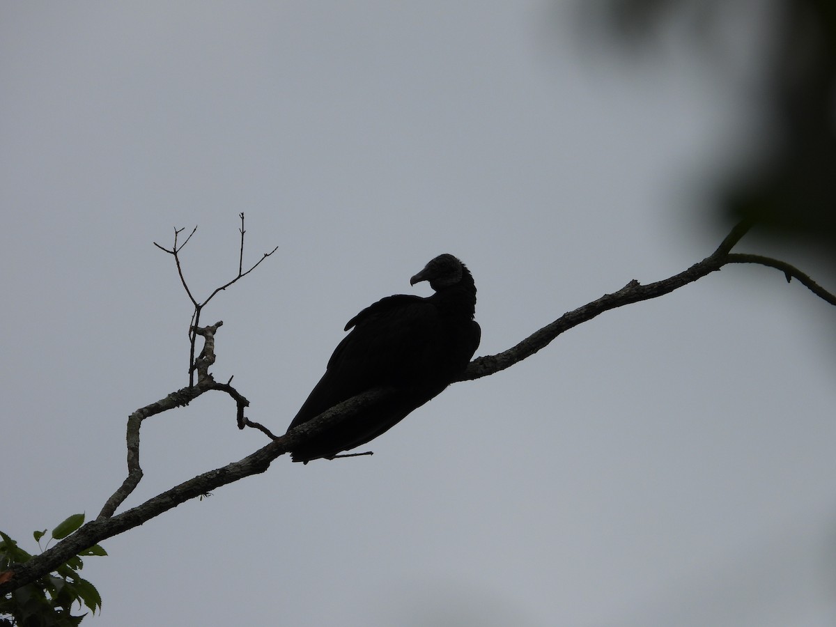 Black Vulture - ML610146732