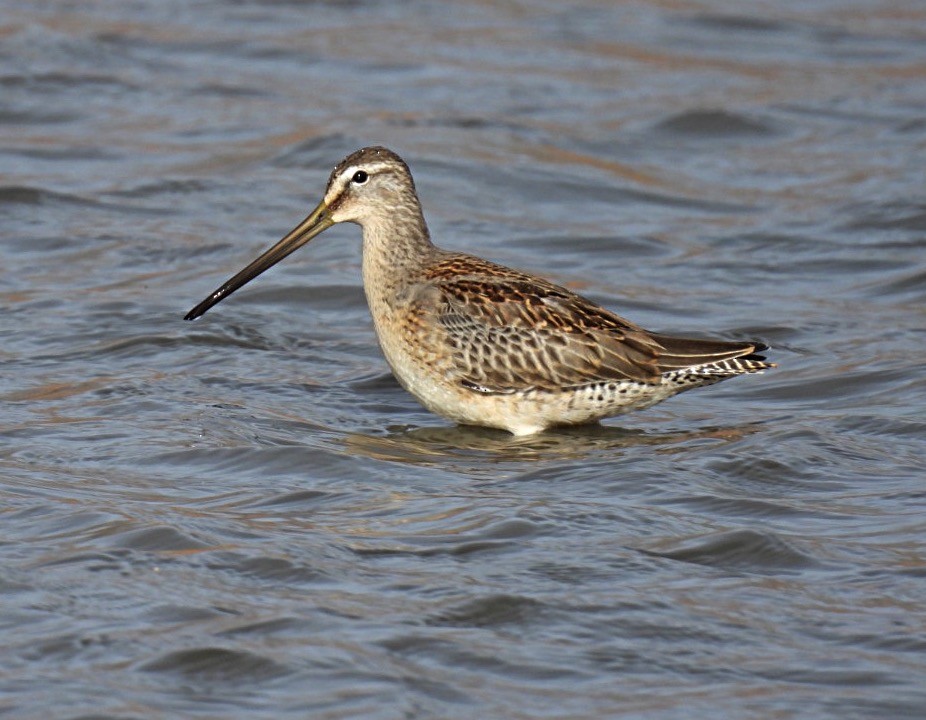 Long-billed Dowitcher - ML610147060
