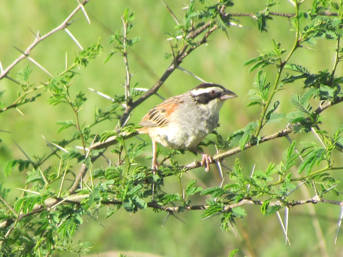 Stripe-headed Sparrow - ML610147635
