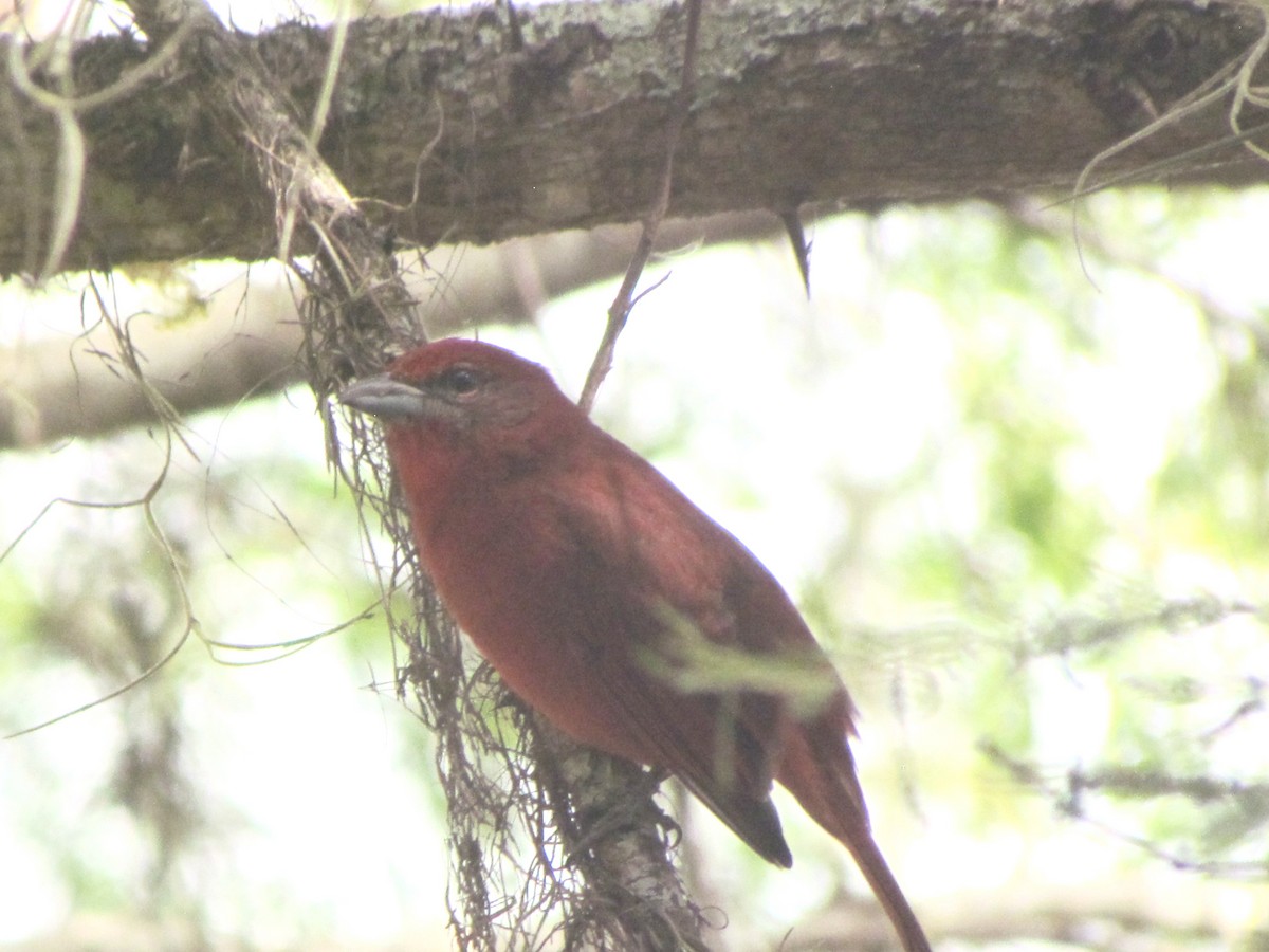 Hepatic Tanager - ML610147870