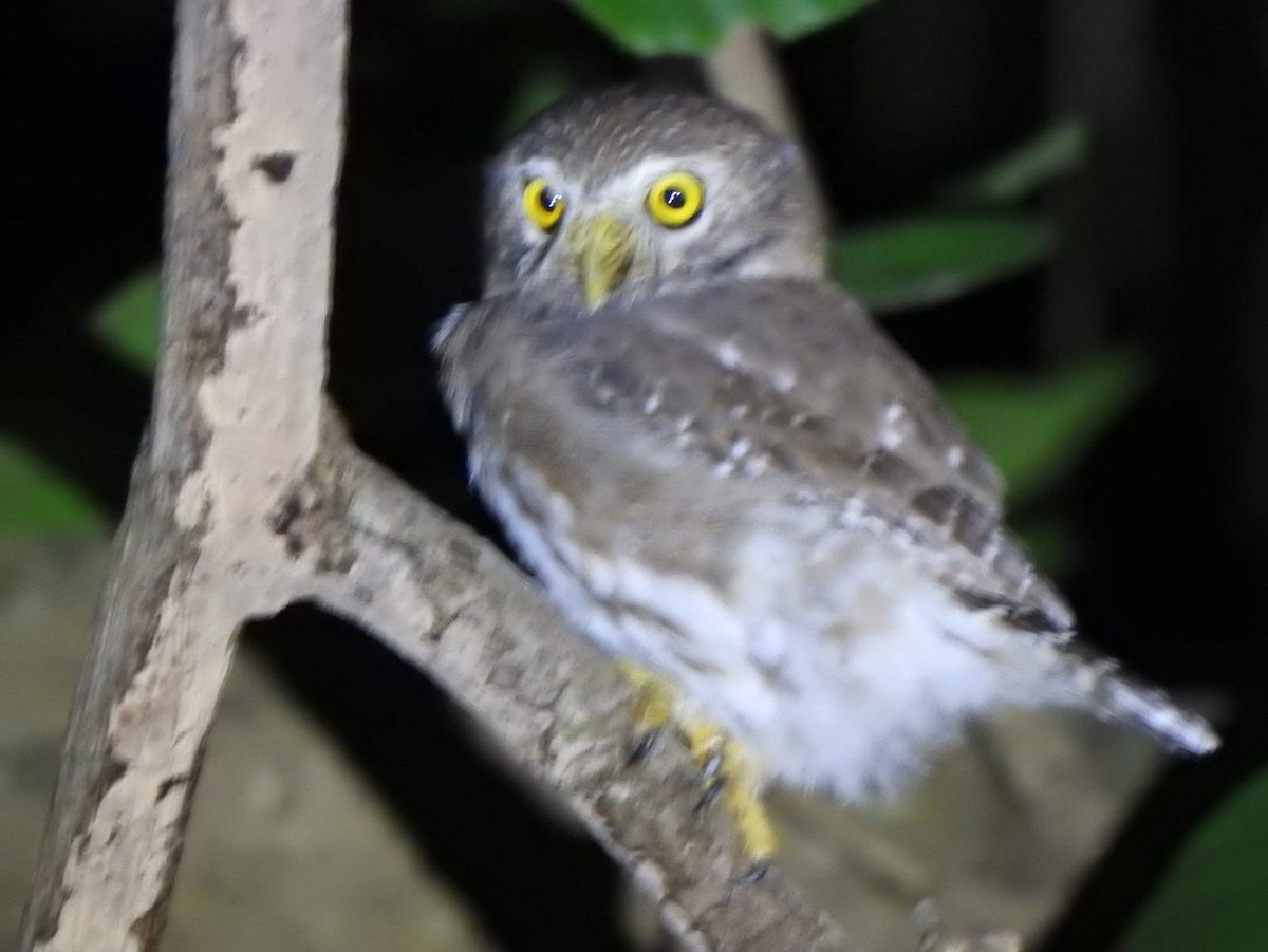 Ferruginous Pygmy-Owl - Rene Salvador Mena Guzman