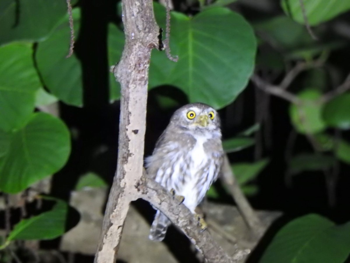 Ferruginous Pygmy-Owl - ML610148103