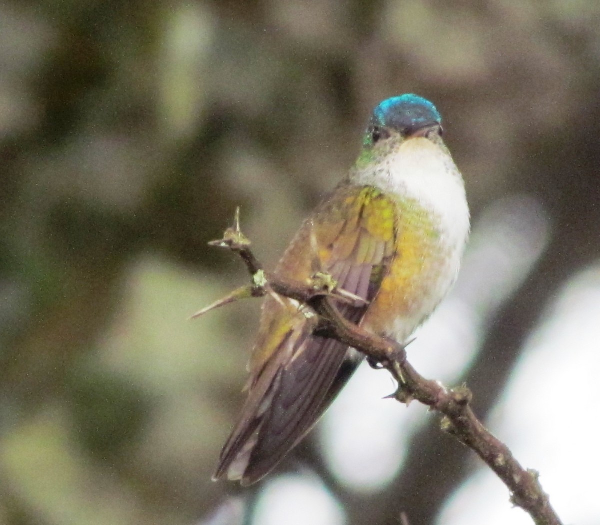 Azure-crowned Hummingbird - ML610148115