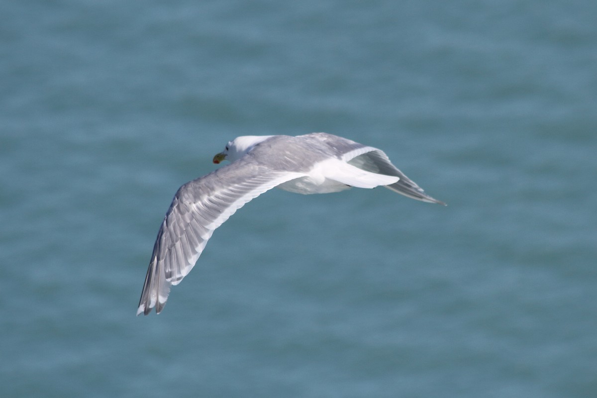 Glaucous-winged Gull - Anonymous User