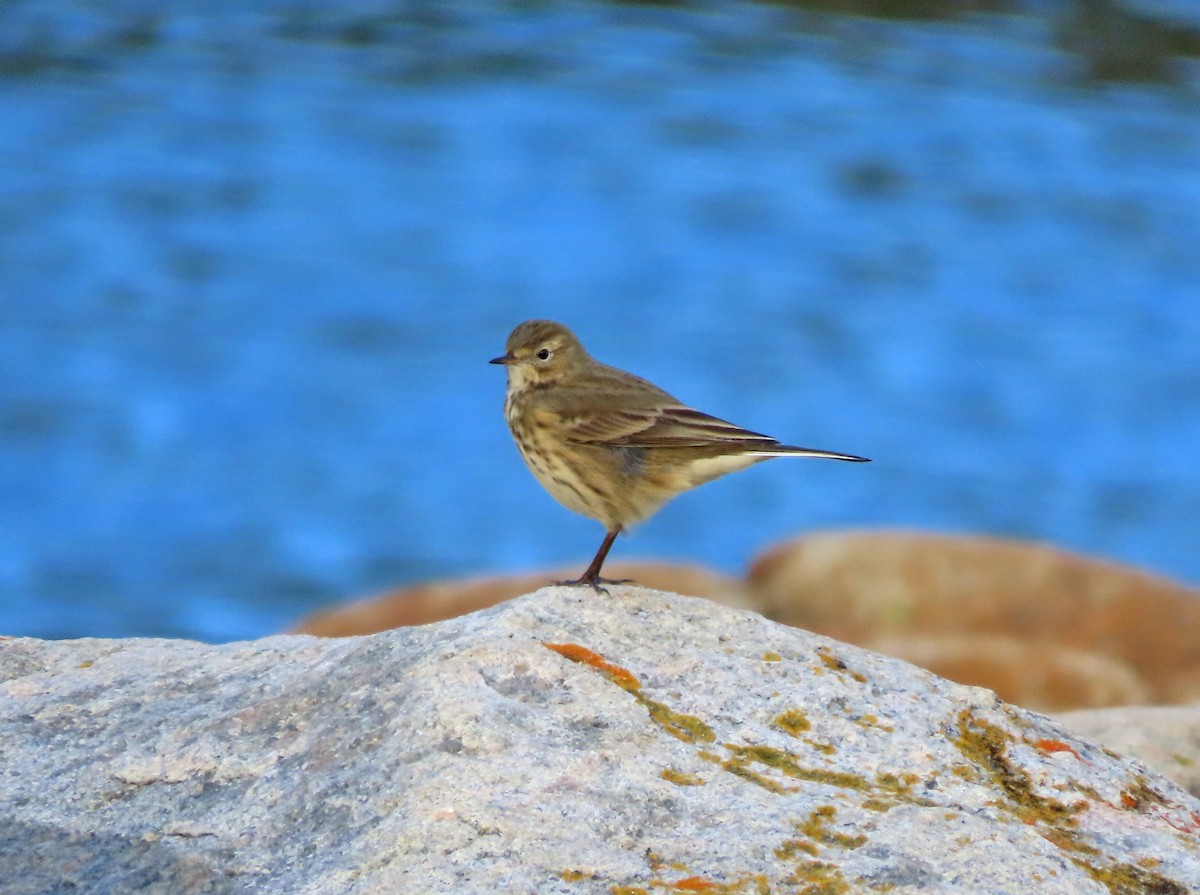 American Pipit - Pam Laing